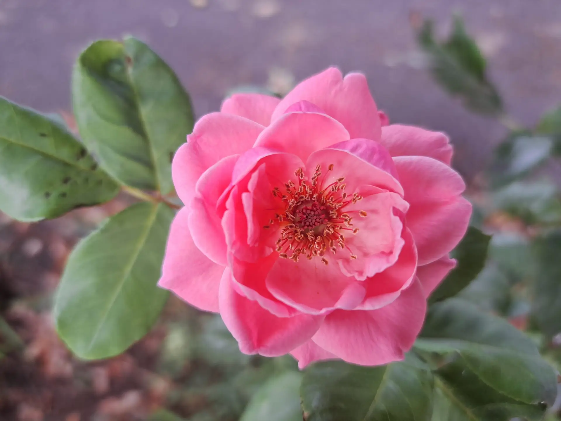 Close-up of a blooming pink rose surrounded by lush green leaves, capturing natural beauty.